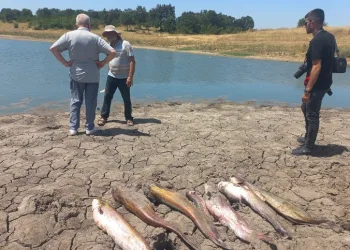 Edirne’de toplu balık ölümleri