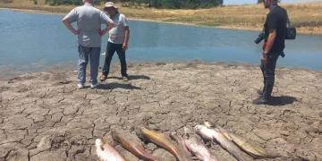 Edirne’de toplu balık ölümleri