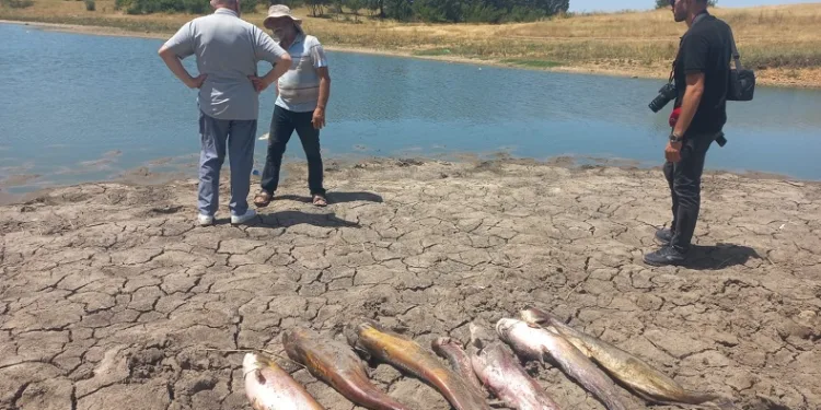 Edirne’de toplu balık ölümleri
