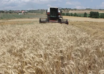 Hububat hasadında verim düşüklüğü yaşanıyor
