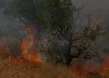 Mardin’de ağaçlık alanda çıkan yangın söndürüldü