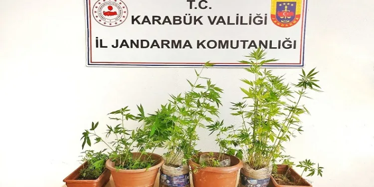 Ormanlık alanda kenevir eken şahıs tutuklandı