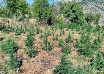 Bingöl’de uyuşturucu madde ele geçirildi