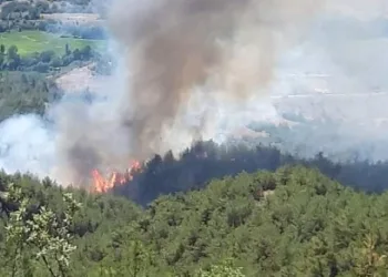 Sinop’ta orman yangını