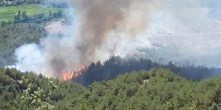 Sinop’ta orman yangını