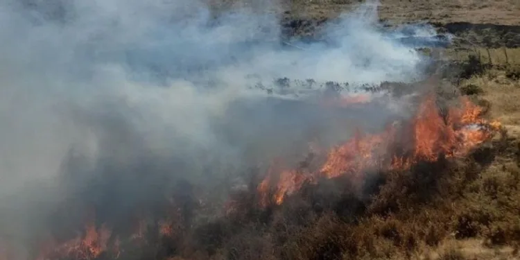 Söke’de otluk alandaki yangın söndürüldü
