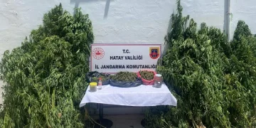 Kenevir serası kuran şahıs yakayı ele verdi