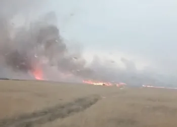Eskişehir’de 50 dönüm ekili buğday kül oldu