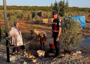 Kaybolan hayvanları jandarma buldu