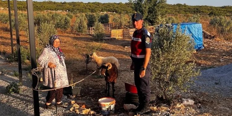 Kaybolan hayvanları jandarma buldu
