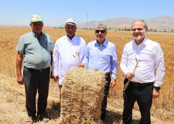 Üniversitenin tarım arazilerinde buğday hasadı başladı