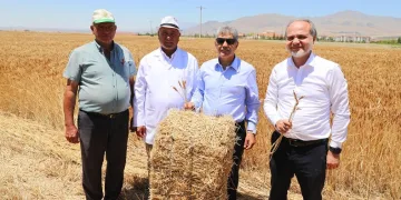Üniversitenin tarım arazilerinde buğday hasadı başladı