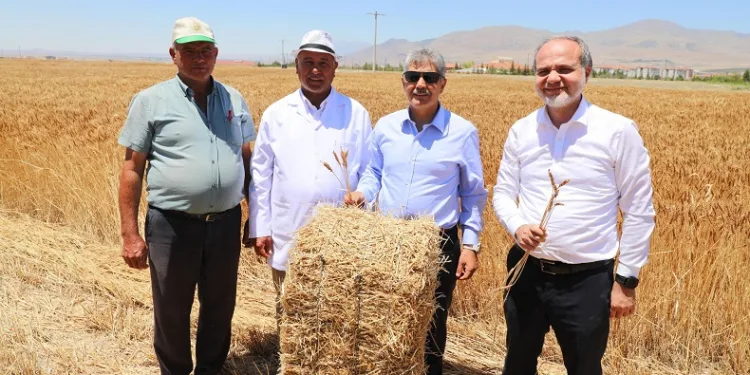 Üniversitenin tarım arazilerinde buğday hasadı başladı