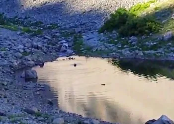 Tunceli’de ayıların su keyfi