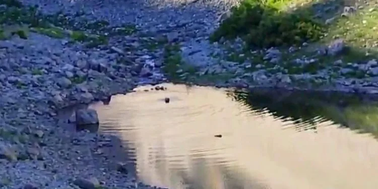 Tunceli’de ayıların su keyfi