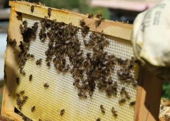 Aşırı sıcaklara karşı arıları koruyun