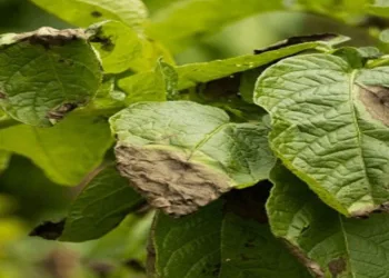 Patates üreticilerine “mildiyö” uyarısı