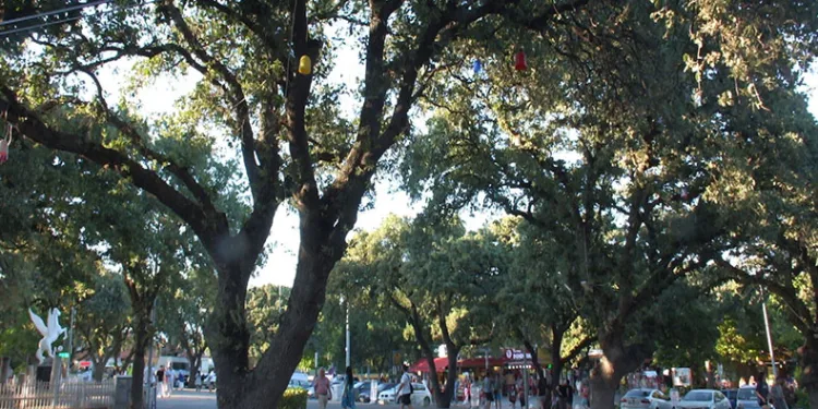 Tarihi meşe ağaçları koruma altına alındı