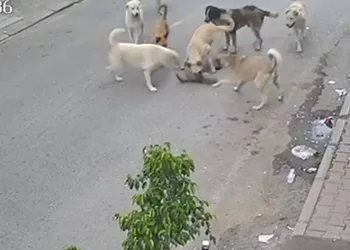8 köpek kediyi telef etti