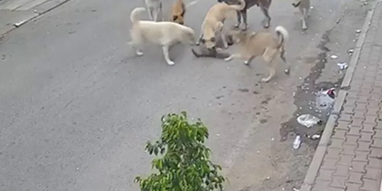 8 köpek kediyi telef etti