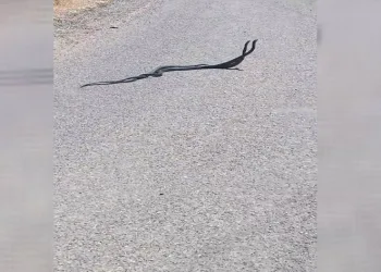 Elazığ’da yılanların dansı