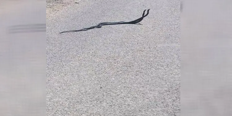 Elazığ’da yılanların dansı