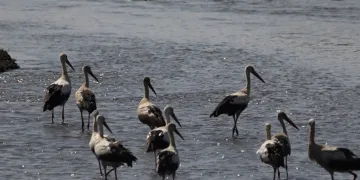 Leyleklerden görsel şölen