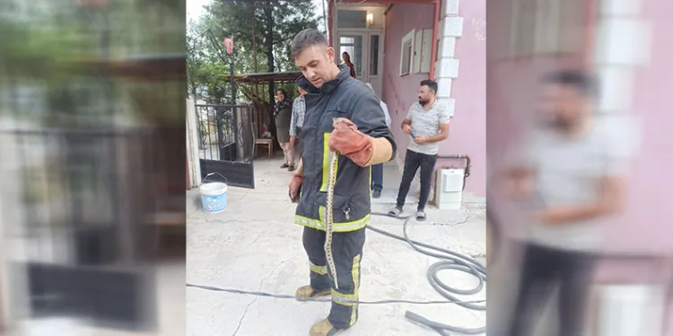 Eve giren yılanı itfaiye ekipleri yakaladı