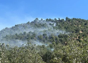 Diyarbakır’da orman yangını söndürüldü