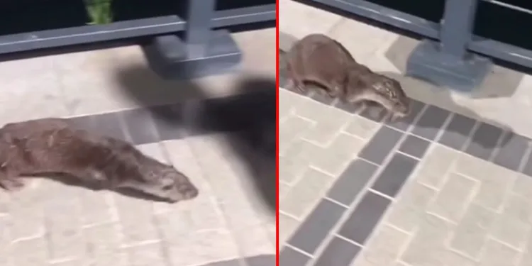 Beykoz’da su samuru görüntülendi