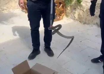 Cami avlusuna giren yılan, itfaiye ekipleri tarafından yakalandı