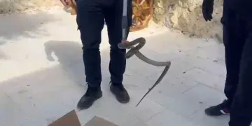 Cami avlusuna giren yılan, itfaiye ekipleri tarafından yakalandı