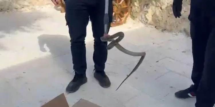 Cami avlusuna giren yılan, itfaiye ekipleri tarafından yakalandı
