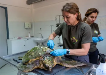 Körfez’deki yaralı caretta caretta kurtarıldı