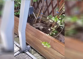 Beykoz’da su samuru karaya çıktı