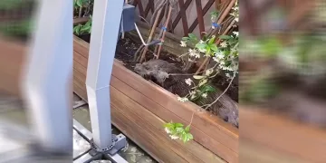 Beykoz’da su samuru karaya çıktı