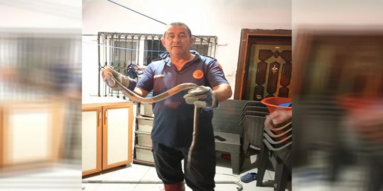 Eve giren yılanı itfaiye ekipleri yakaladı