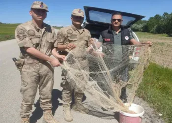 Van’da kaçak avcılara para cezası