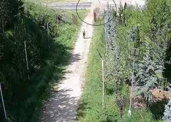 Hafif ticari araç devrildi: 1 ölü 5 yaralı