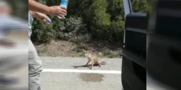Osmaniye’de susayan tilki yol kesti