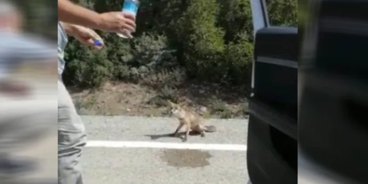 Osmaniye’de susayan tilki yol kesti