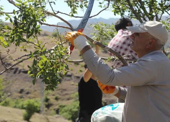 Bingöl’de menengiç ağaçlarına aşılama yapıldı