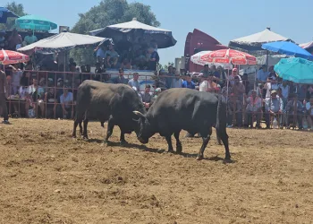 Tire’de 3. Geleneksel Boğa Güreşleri düzenlendi