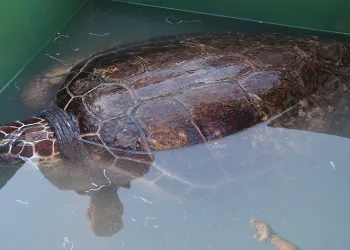 50 yaşındaki Caretta Caretta denizle buluştu