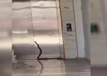 Asansöre girmeye çalışan yılan yakalandı