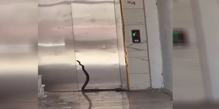 Asansöre girmeye çalışan yılan yakalandı