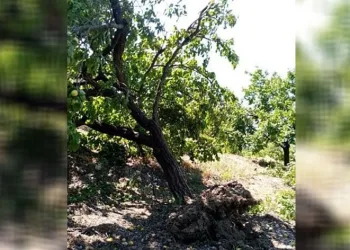 Elazığ’da şiddetli rüzgar kayısı ağaçlarını yerinden söktü, bahçelere zarar verdi