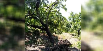 Elazığ’da şiddetli rüzgar kayısı ağaçlarını yerinden söktü, bahçelere zarar verdi