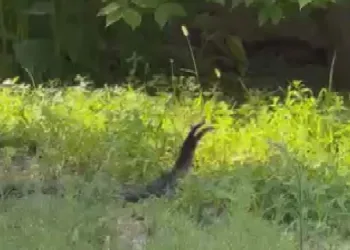 Yılanların çiftleşme dansı kamerada
