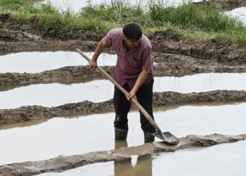 Çukurca’da çeltik ekimi başladı